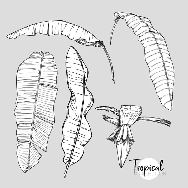 Palm Bananenblad Tropische Plant Vectorillustratie Botanische Stijl Overzicht Afbeelding Tekenen — Stockvector