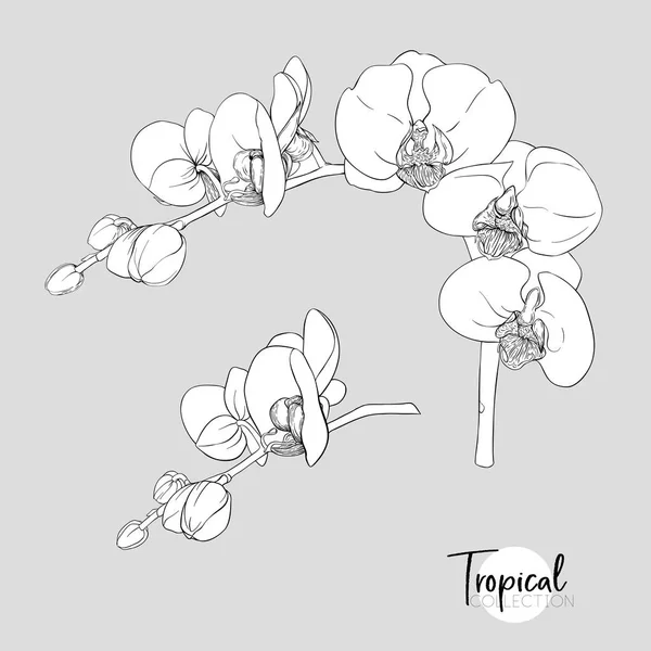 白色兰花花 热带植物 图形绘图 雕刻风格 矢量插图 — 图库矢量图片