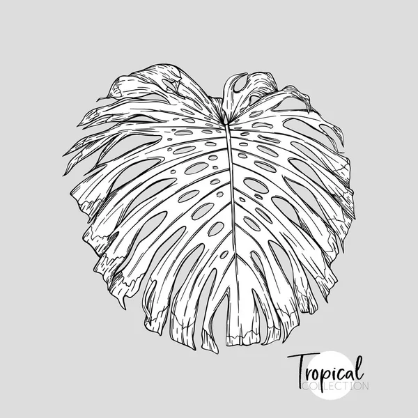龟背竹叶 热带植物 植物风格的向量例证 图形绘制 — 图库矢量图片