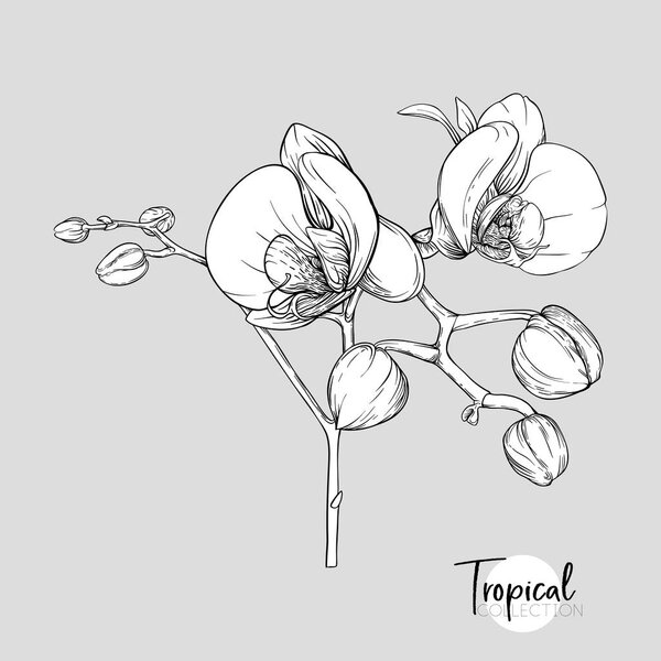 Белый цветок орхидеи. Тропическое растение. Графический рисунок, стиль гравировки. векторная иллюстрация
.