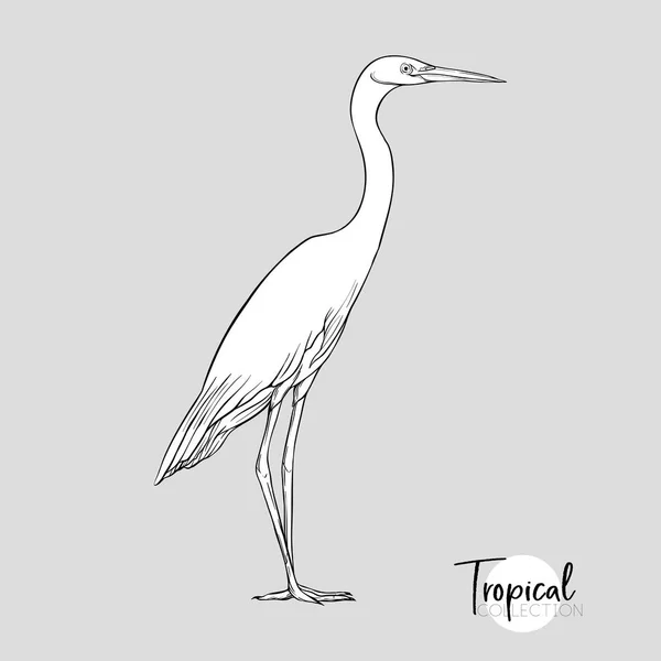 Witte Reiger Tropische Vogel Afbeelding Tekenen Gravure Van Stijl Vectorillustratie — Stockvector