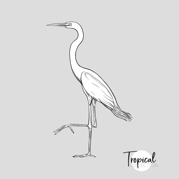 Witte Reiger Tropische Vogel Afbeelding Tekenen Gravure Van Stijl Vectorillustratie — Stockvector