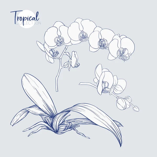 Fehér Orchidea Virág Trópusi Növény Grafikai Rajz Metszet Stílust Vektoros — Stock Vector