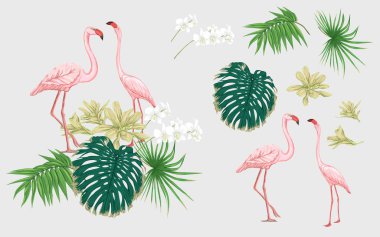 Tropik bitkiler ile tasarım öğelerinin ayarla, palmiye yaprakları, canavarlar, orkide ve flamingo kuşları. Renkli vektör çizim