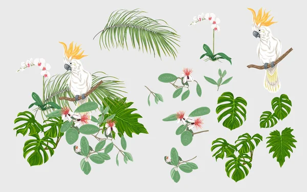 Állítsa Trópusi Növényekkel Design Elemek Pálma Levelek Szörnyek Orchideák Kakadu — Stock Vector