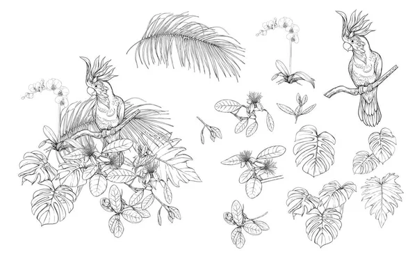 一套元素设计与热带植物 棕榈树叶 兰花和鸟类 图形绘制 雕刻风格 向量例证 — 图库矢量图片