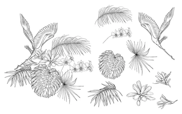 Conjunto Elementos Para Desenho Com Plantas Tropicais Folhas Palmeira Monstros —  Vetores de Stock