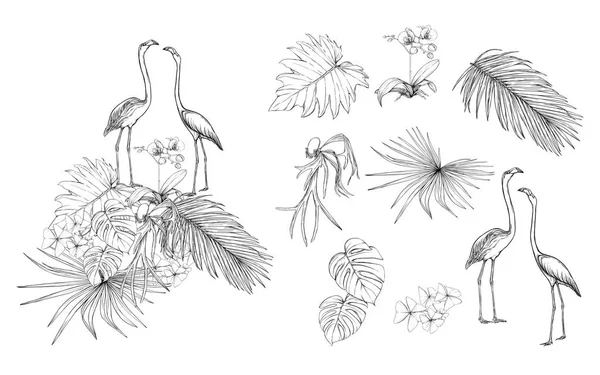 Σειρά Των Στοιχείων Για Σχεδιασμό Τροπικά Φυτά Palm Φύλλα Τέρατα — Διανυσματικό Αρχείο