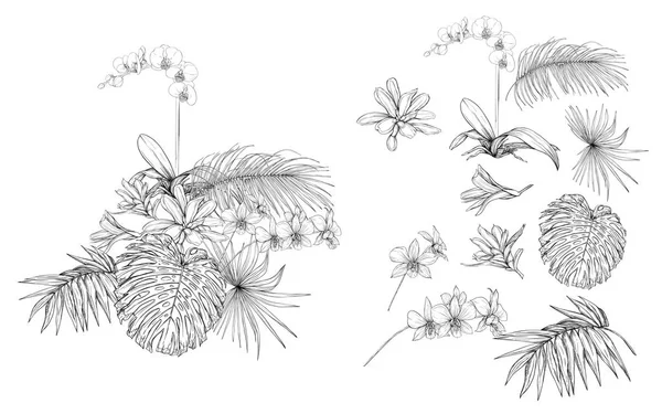 Набор Элементов Дизайна Тропическими Растениями Пальмовыми Листьями Монстрами Орхидеями Графический — стоковый вектор