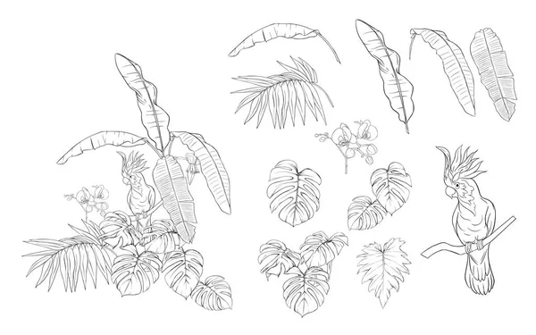 シュロの葉熱帯植物をデザインの要素の設定 モンスター 蘭とオウム オウム グラフィックの描画 彫刻スタイル ベクトル図 — ストックベクタ