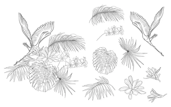 Комплект Элементов Дизайна Тропическими Растениями Пальмовыми Листьями Монстрами Орхидеями Белой — стоковый вектор