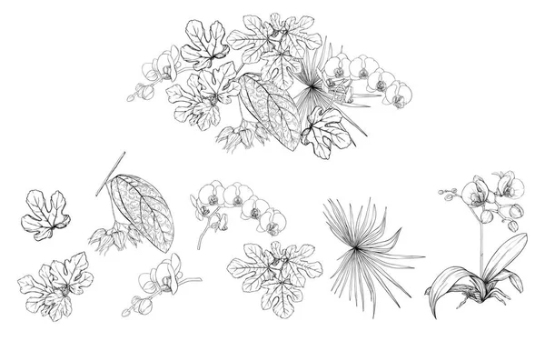 一套元素的设计与热带植物 棕榈树叶 图形绘制 雕刻风格 向量例证 — 图库矢量图片