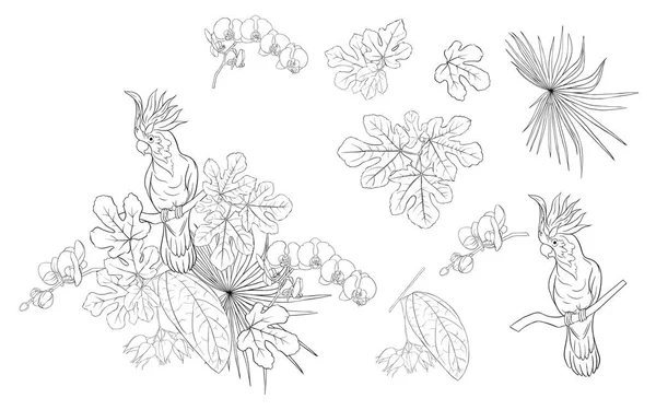 Σειρά Των Στοιχείων Για Σχεδιασμό Τροπικά Φυτά Φύλλα Φοινίκων Τέρατα — Διανυσματικό Αρχείο