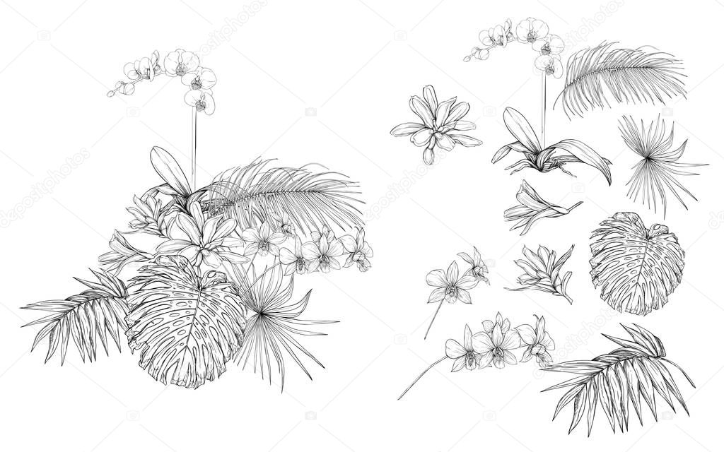 Set of elements for design with tropical plants, palm leaves, monsters, orchids. Graphic drawing, engraving style. vector illustration