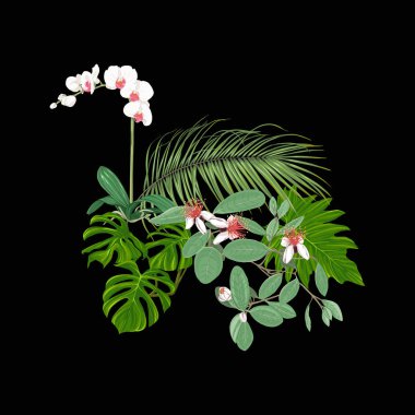 Tropik bitkiler, palmiye yaprakları, canavarlar ve beyaz orkide botanik bir kompozisyon tarzı renkli vektör çizim. Siyah arka plan üzerine izole