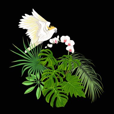 Tropik bitkiler, palmiye yaprakları, canavarlar ve botanik Kakadu papağan ile beyaz orkide bir kompozisyon tarzı renkli vektör çizim. Siyah arka plan üzerine izole