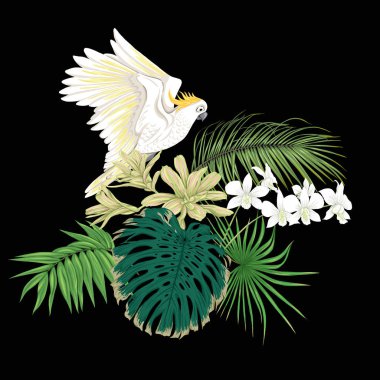 Tropik bitkiler, palmiye yaprakları, canavarlar ve botanik Kakadu papağan ile beyaz orkide bir kompozisyon tarzı renkli vektör çizim. Siyah arka plan üzerine izole