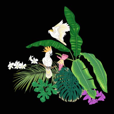 Tropik bitkiler, palmiye yaprakları, canavarlar ve botanik Kakadu papağan ile beyaz orkide bir kompozisyon tarzı renkli vektör çizim. Siyah arka plan üzerine izole