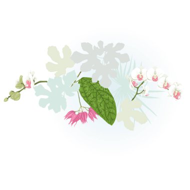 Tropikal bitki kompozisyonu, palmiye yaprakları, canavarlar ve botanik tarzı vektör çizim beyaz orkide. Renkli ve siluet tasarım