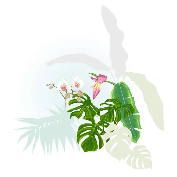 Una Composizione Piante Tropicali Foglie Palma Mostri Orchidee Bianche Stile — Vettoriale Stock