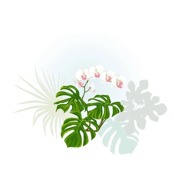 Composition Tropical Plants Palm Leaves Monsters White Orchids Botanical Style — Stock Vector