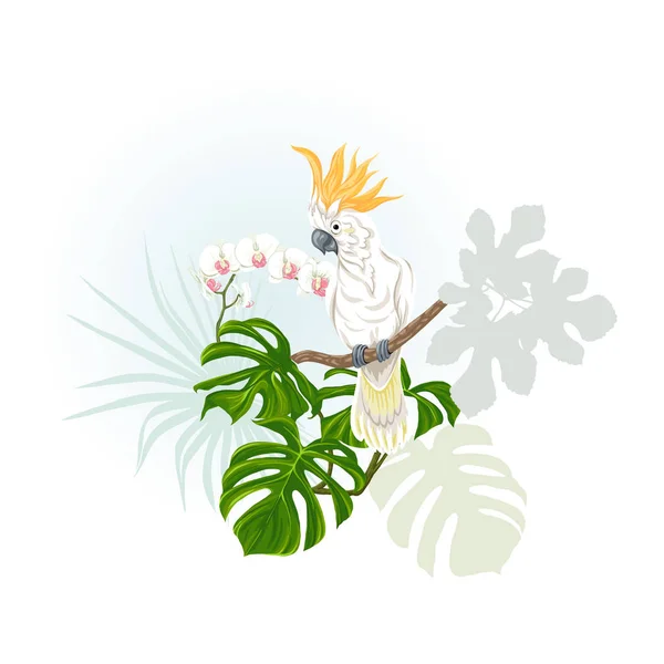 Composition Plantes Tropicales Feuilles Palmier Monstres Orchidées Blanches Avec Perroquet — Image vectorielle