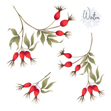 Şube ve yabani gül meyveleri ile ayarlayın. Beyaz arka plan üzerinde izole. Renkli vektör çizim