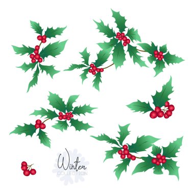 Holly dalları ile ayarlayın. Renkli vektör çizim. Beyaz arka plan üzerinde izole