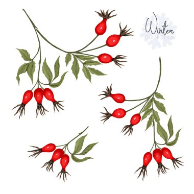 Şube ve yabani gül meyveleri ile ayarlayın. Beyaz arka plan üzerinde izole. Renkli vektör çizim