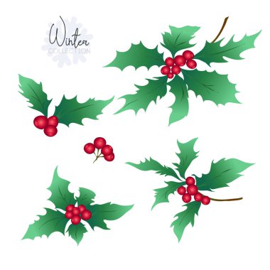Holly dalları ile ayarlayın. Renkli vektör çizim. Beyaz arka plan üzerinde izole