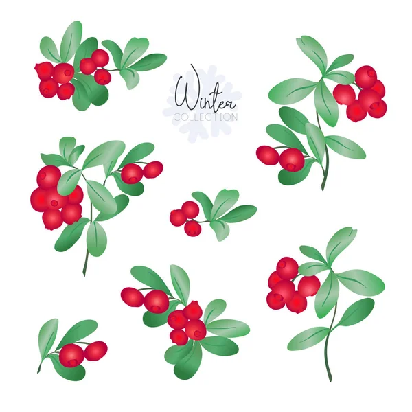 Set Met Lingonberries Gekleurde Vectorillustratie Geïsoleerd Witte Achtergrond — Stockvector