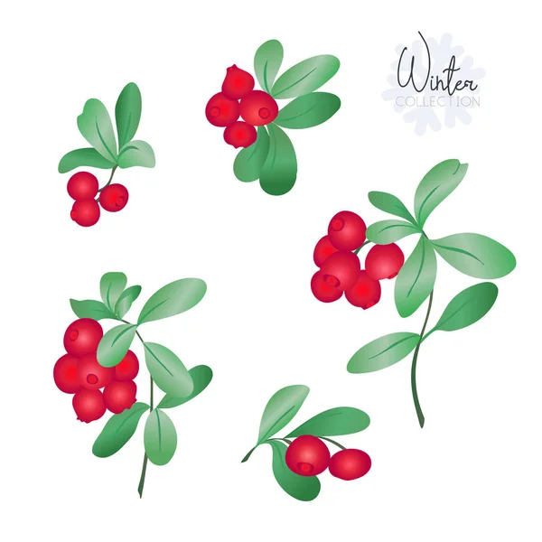 Set Met Lingonberries Gekleurde Vectorillustratie Geïsoleerd Witte Achtergrond — Stockvector