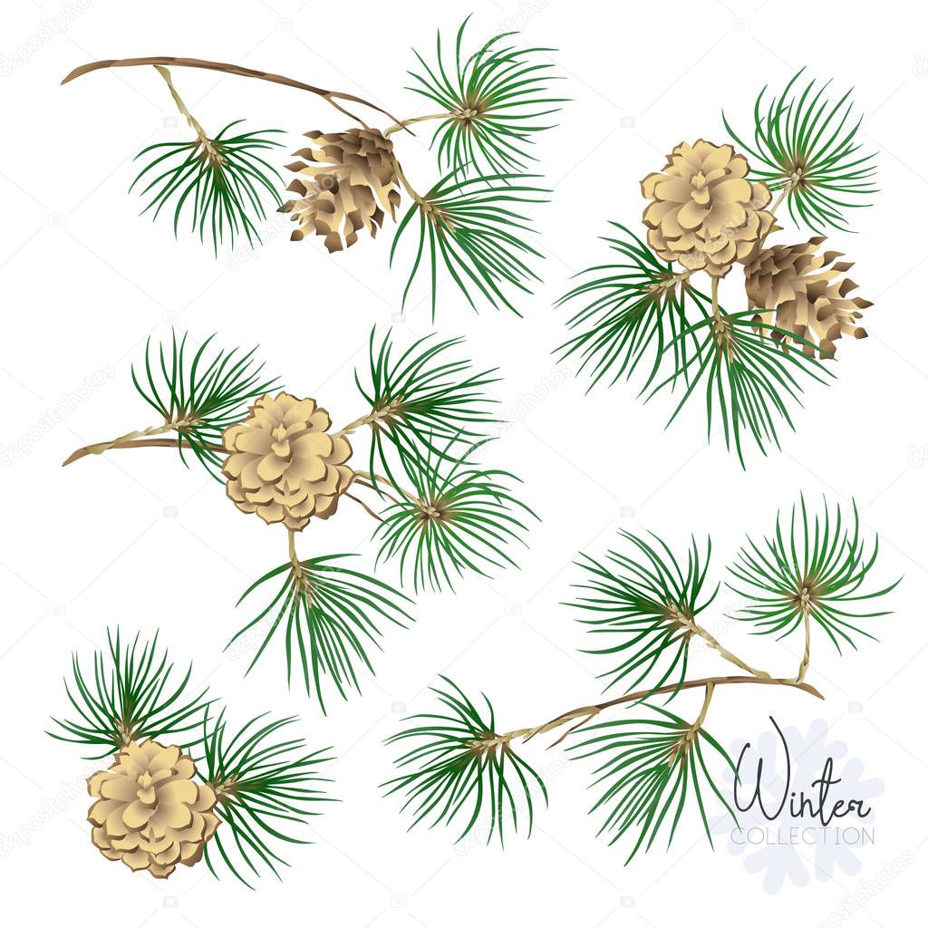 Set with pine branches and cones. Colored vector illustration. Isolated on white background