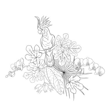 Tropikal bitki kompozisyonu, palmiye yaprakları, canavarlar ve Kakadu papağan botanik tarzı ile beyaz orkide. Vektör çizim çizim el anahat. Beyaz arka plan üzerinde izole.