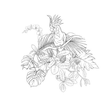 Tropikal bitki kompozisyonu, palmiye yaprakları, canavarlar ve Kakadu papağan botanik tarzı ile beyaz orkide. Vektör çizim çizim el anahat. Beyaz arka plan üzerinde izole.