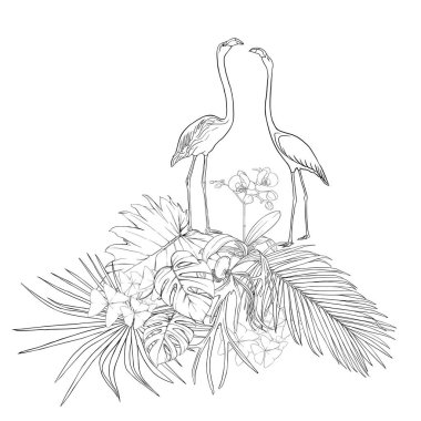 Bir kompozisyon tropik bitkilerin yaprak, canavarlar ve flamingo botanik tarzı ile beyaz orkide palm / el vektör çizim çizimi anahat. Beyaz arka plan üzerinde izole.