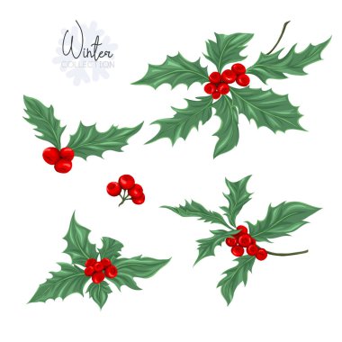 Holly dalları ile ayarlayın. Renkli vektör çizim. Beyaz arka plan üzerinde izole