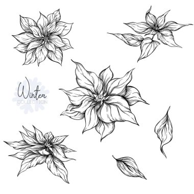 Set with Poincetti flowers. Graphic drawing, engraving style. vector illustration. Isolated on white background. clipart