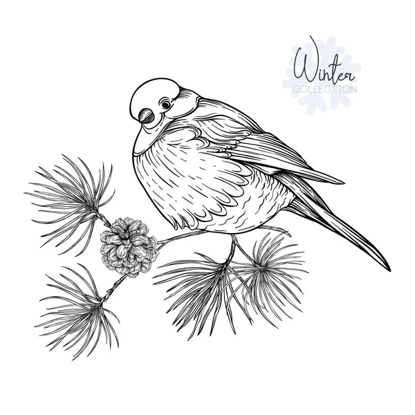 Bullfinch Ramo Pinheiro Com Cone Desenho Gráfico Estilo Gravura Ilustração —  Vetores de Stock