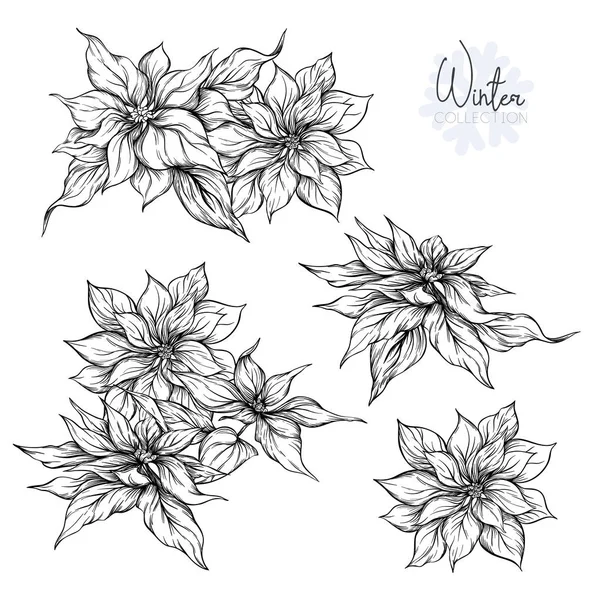 Set Con Flores Poincetti Dibujo Gráfico Estilo Grabado Ilustración Vectorial — Archivo Imágenes Vectoriales