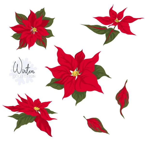 Set Con Flores Poincetti Ilustración Vectorial Coloreada Aislado Sobre Fondo — Archivo Imágenes Vectoriales