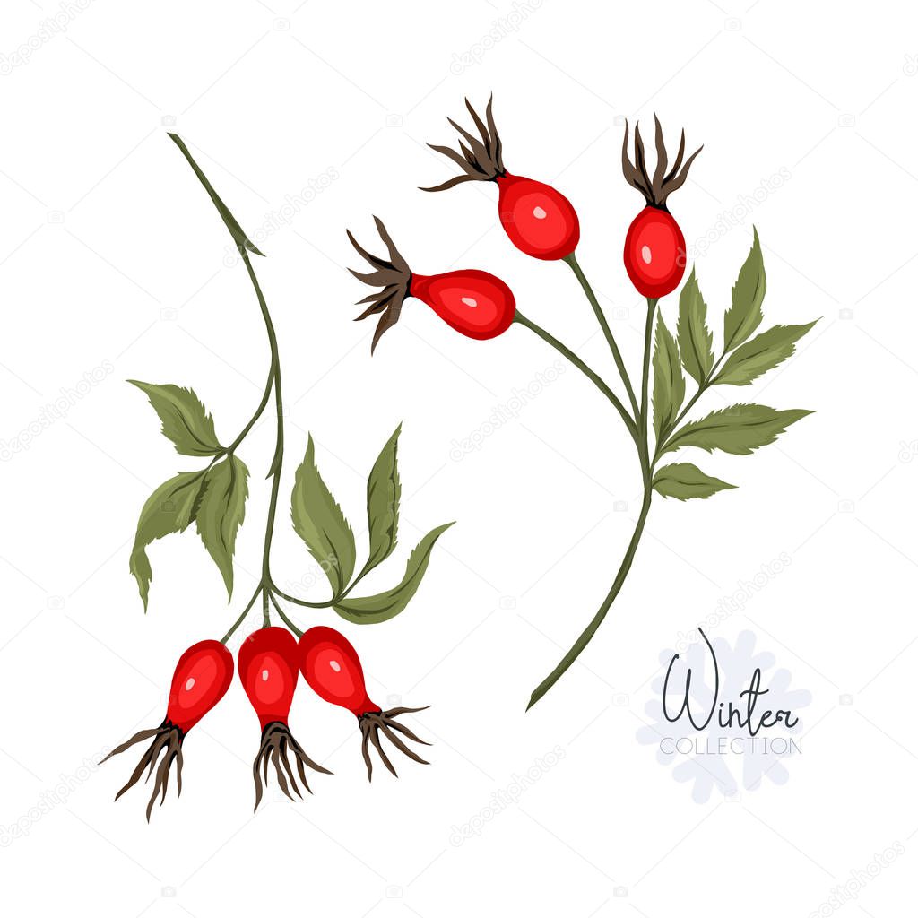 Set with branches and wild rose berries. Isolated on white background. Colored vector illustration