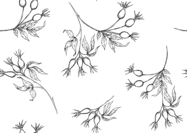 Vzor Bezešvé Pozadí Větvemi Divoké Růže Bobule Obrys Ruky Kreslení — Stockový vektor