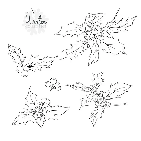 Ensemble Avec Des Branches Houx Schéma Dessin Main Illustration Vectorielle — Image vectorielle