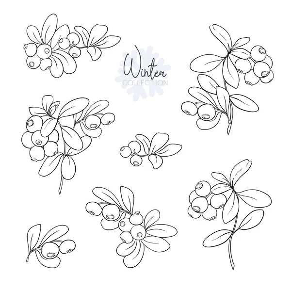 Set Lingonberries Outline Hand Drawing Vector Illustration Isolated White Background — Stock Vector