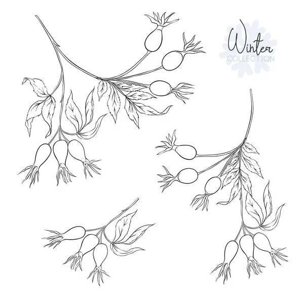 有树枝和野生玫瑰浆果 轮廓手绘矢量插图 隔离在白色背景上 — 图库矢量图片