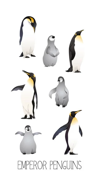 Kejsarpingviner Med Slogan Vektorillustration — Stock vektor