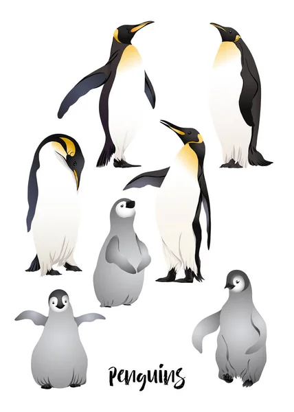 Emperor penguins — Stock Vector