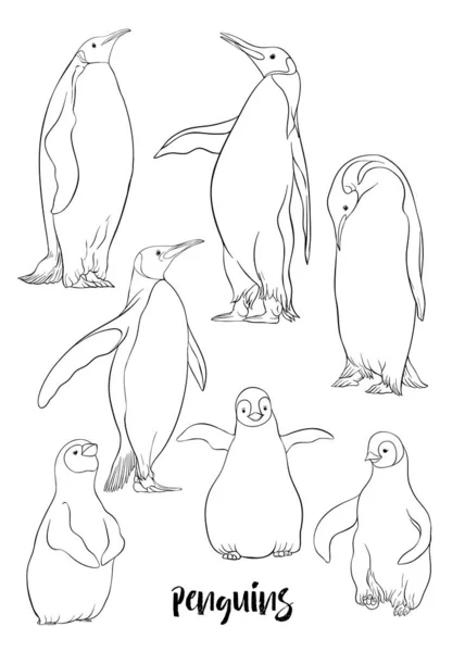 Пингвины-императоры — стоковый вектор