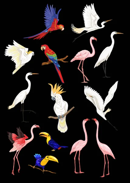 Reihe tropischer Pläne Vögel. — Stockvektor